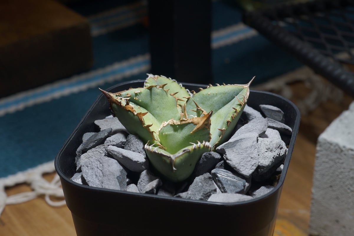 アガベ　チタノタ　鰐亀 アガベ・チタノタ 鰐亀（芽）-012｜agave titanota alligator sna