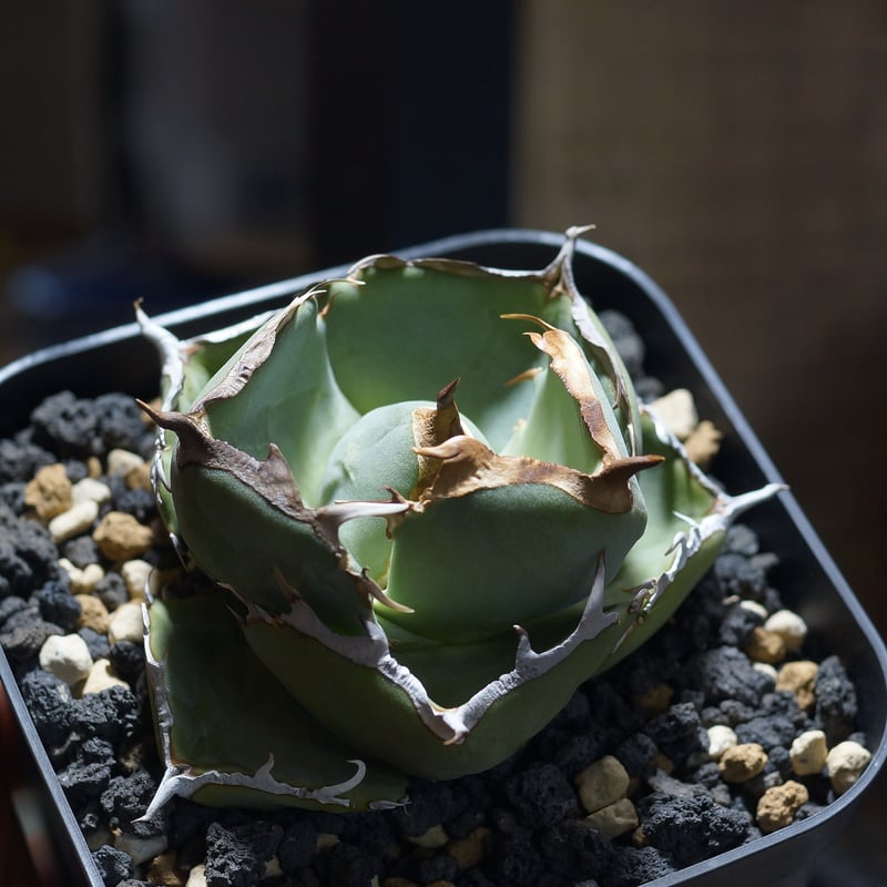 アガベ チタノタ ジャガーノート / JN-02 | アガベ専門店 モンスターハウス