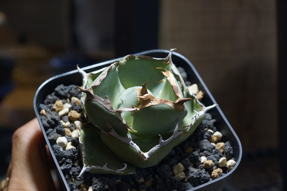 アガベ チタノタ ジャガーノート / JN-02 | アガベ専門店 モンスターハウス