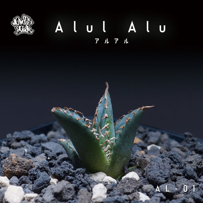 優良血統 希少株】アガベ アルアル（AL-01）インドネシア輸入株