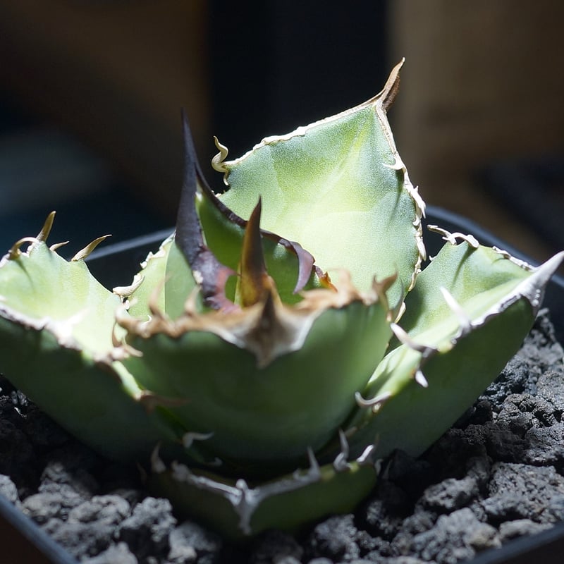 アガベ チタノタ 白犀牛/ wr-03 | アガベ専門店 モンスターハウス