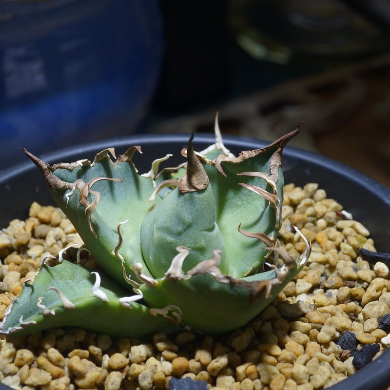 アガベ チタノタ シーザー 凱徹 台湾産 アガベ・チタノタ シーザー（凱撒）中-019｜agave titanota caesar |
