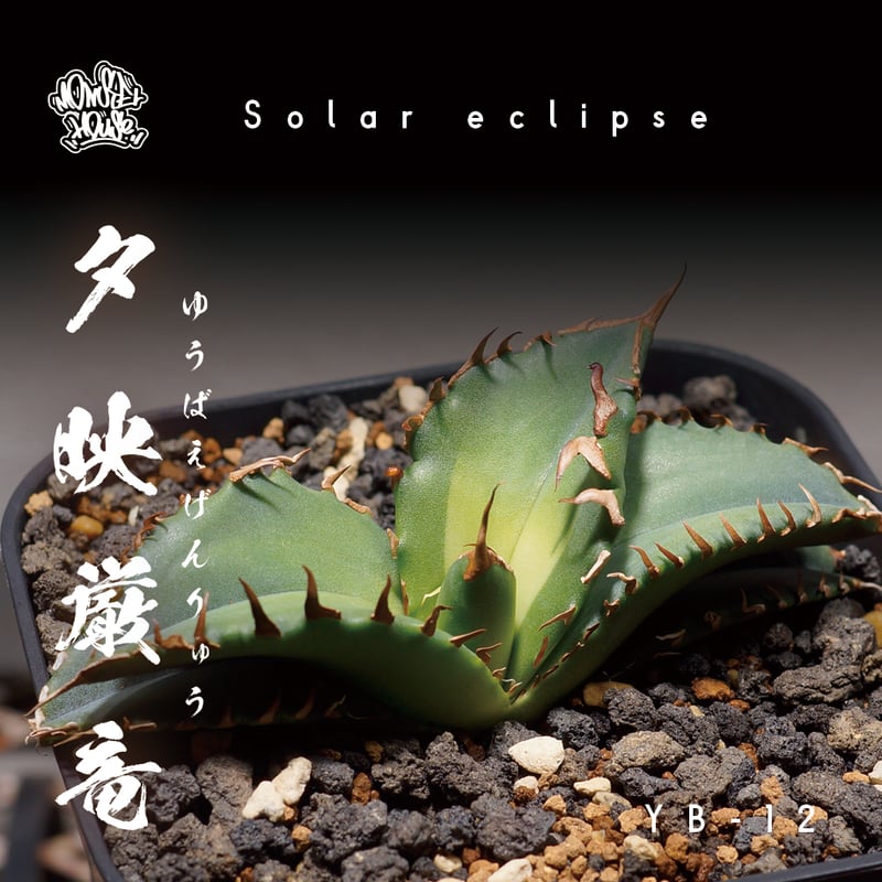 アガベ チタノタ 夕映厳竜 / YB-12 | アガベ専門店 モンスターハウス