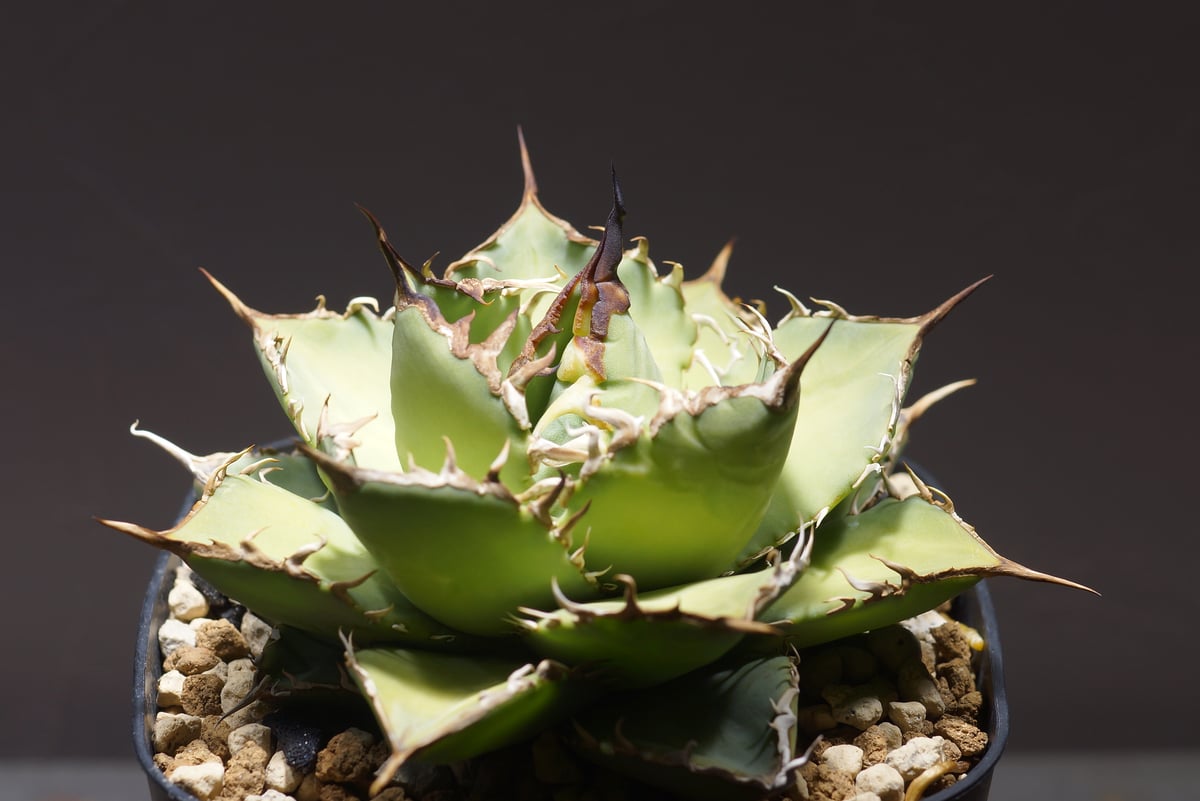 アガベ チタノタ 覇王竜 HR-02 | アガベ専門店 モンスターハウス