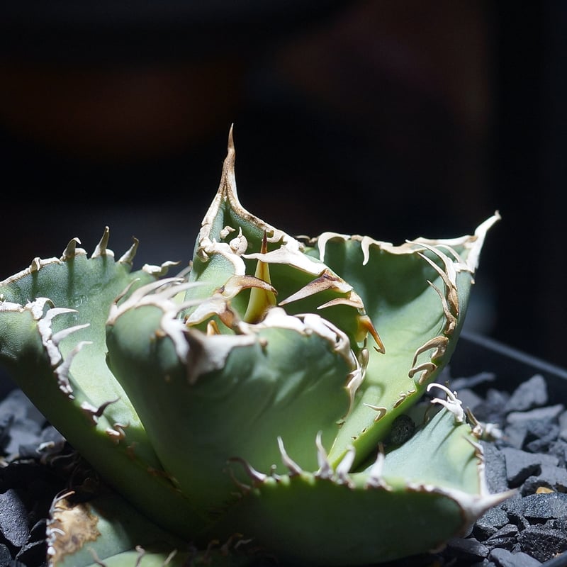 アガベ チタノタ Dennis 018/ Dragon Agave産 D018-01 | ア