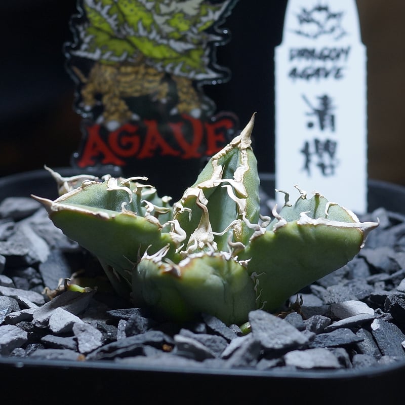 アガベ チタノタ 清櫻/ Dragon Agave産 so-01 | アガベ専門店 モンスタ