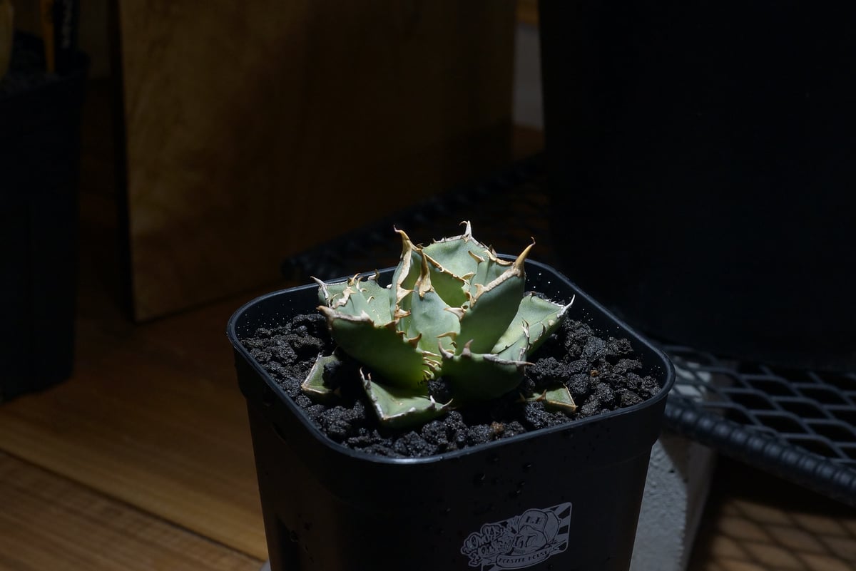 EMP アガベ チタノタ 帝君 エンペラー / ブツブツ　AG499 EMP アガベ チタノタ 帝君 エンペラー / ブツブツ AG499 EMP