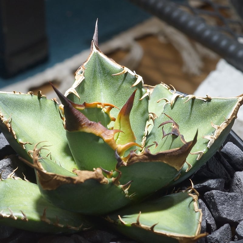 アガベ チタノタ 緑犀牛/ Dragon Agave産 GR-02 | アガベ専門店 モンス