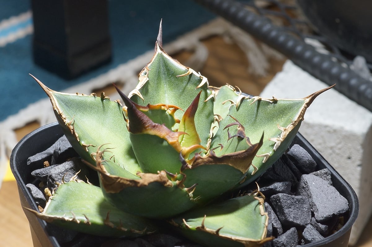 【Dragon Agave産】AGAVE TITANOTA 緑犀牛 fit=scale-down,w=1200