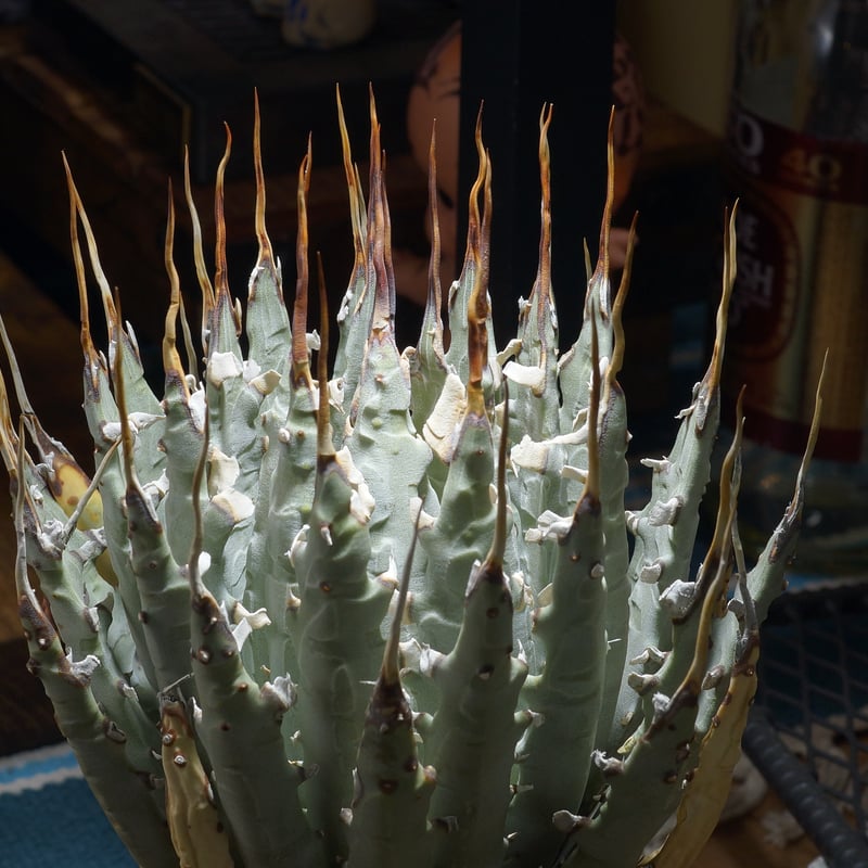 アガベ ユタエンシス エボリスピナ / ES-27 | アガベ専門店 モンスター