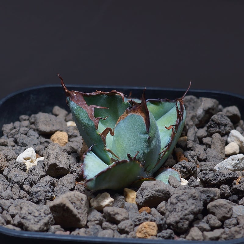 アガベ チタノタ ブラックアンドブルー/bb-24 | アガベ専門店