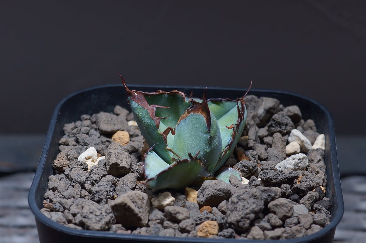 アガベ チタノタ ブラックアンドブルー/bb-24 | アガベ専門店