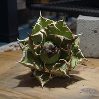 アガベ オアハカ オテロイ/ox-04 | アガベ専門店 モンスターハウス