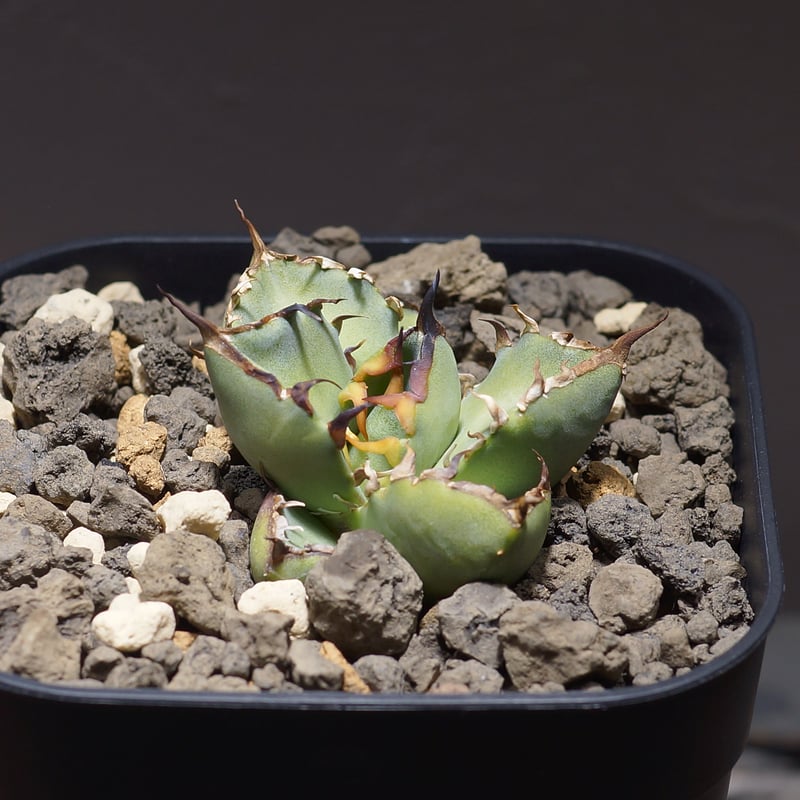 アガベ チタノタ 黒鯨 BW-01 | アガベ専門店 モンスターハウス