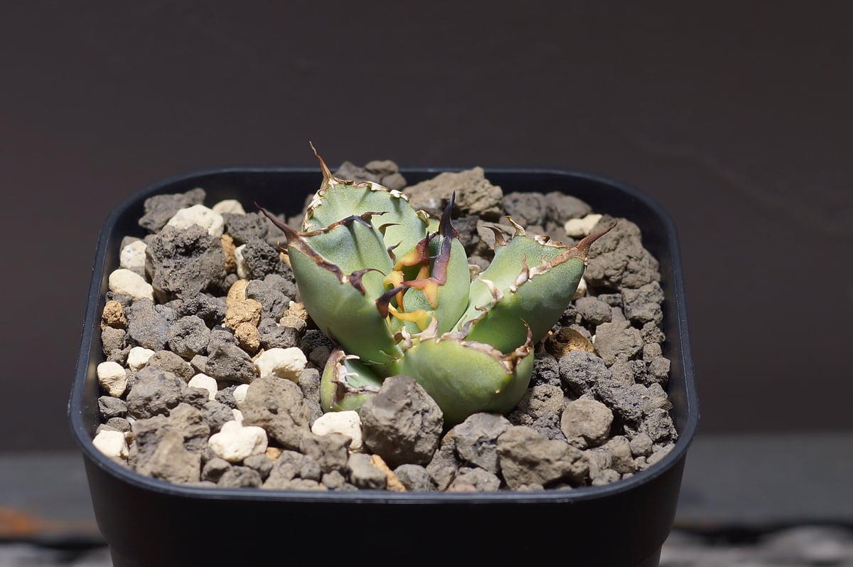 アガベ チタノタ 黒鯨 BW-01 | アガベ専門店 モンスターハウス