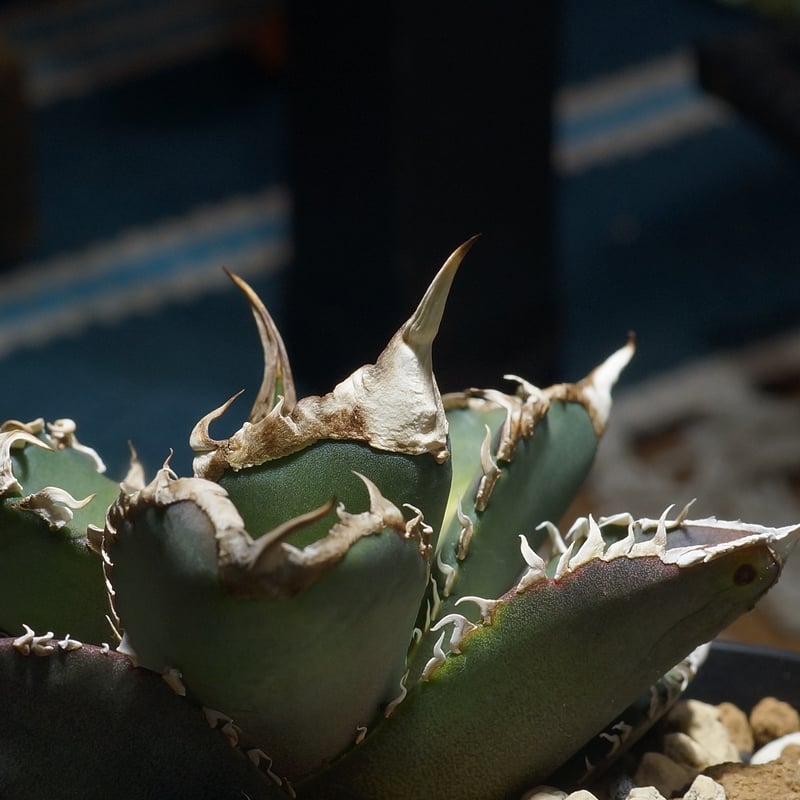 アガベ チタノタ 緑幽霊 / GG-07 | アガベ専門店 モンスターハウス