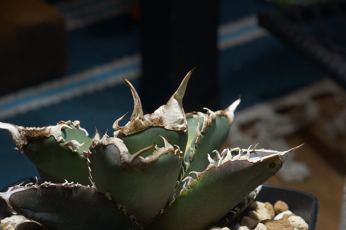 アガベ チタノタ 緑幽霊 / GG-07 | アガベ専門店 モンスターハウス