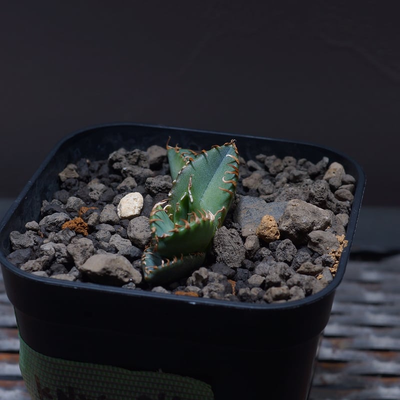 アガベ チタノタ 小雨新白鯨 ダブルヘッド/KNW-04 | アガベ専門店