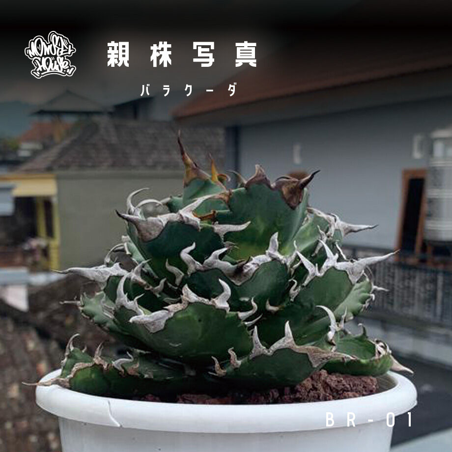優良血統 希少株】アガベ バラクーダ 子株（BR-02）インドネシア