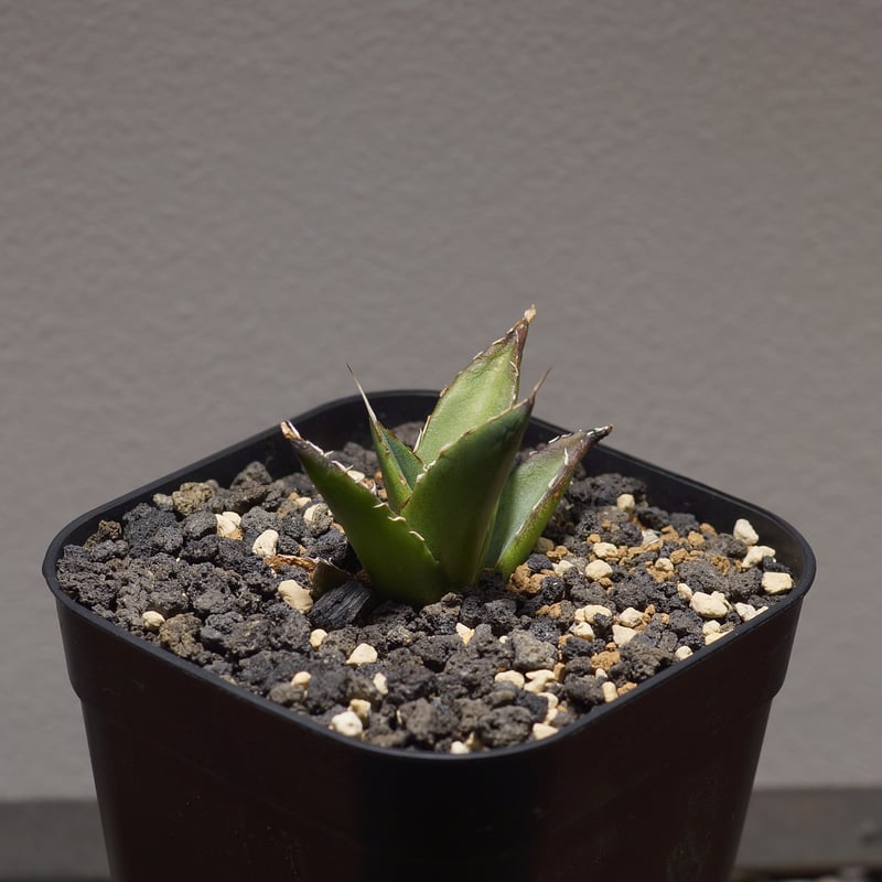 アガベ チタノタ ハデス / 黒帝斯 HD-01 | アガベ専門店