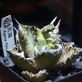 アガベ　白犀　中株　Berlin産　ベルリン Berlin産、Dragon Agave産の株を発売 | アガベ専門店 モンスターハウス