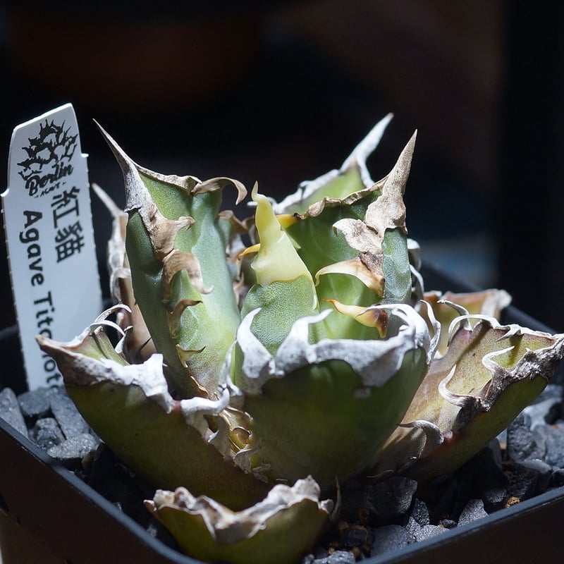 【子株付き】アガベ チタノタ \