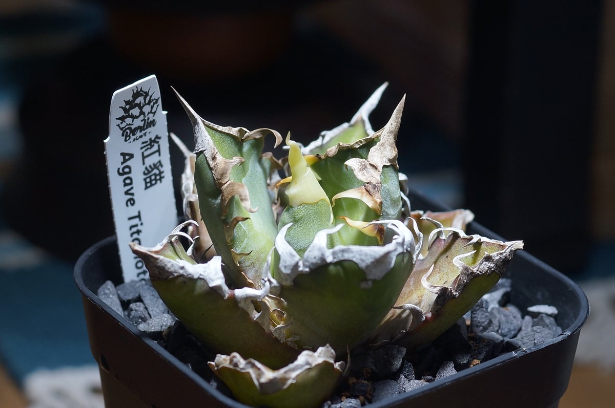 アガベ　チタノタ　精品紅猫　ベルリン　　レッドキャットウィーズル アガベ チタノタ レッドキャットウィーズル / Berlin産 赤猫 RC-12