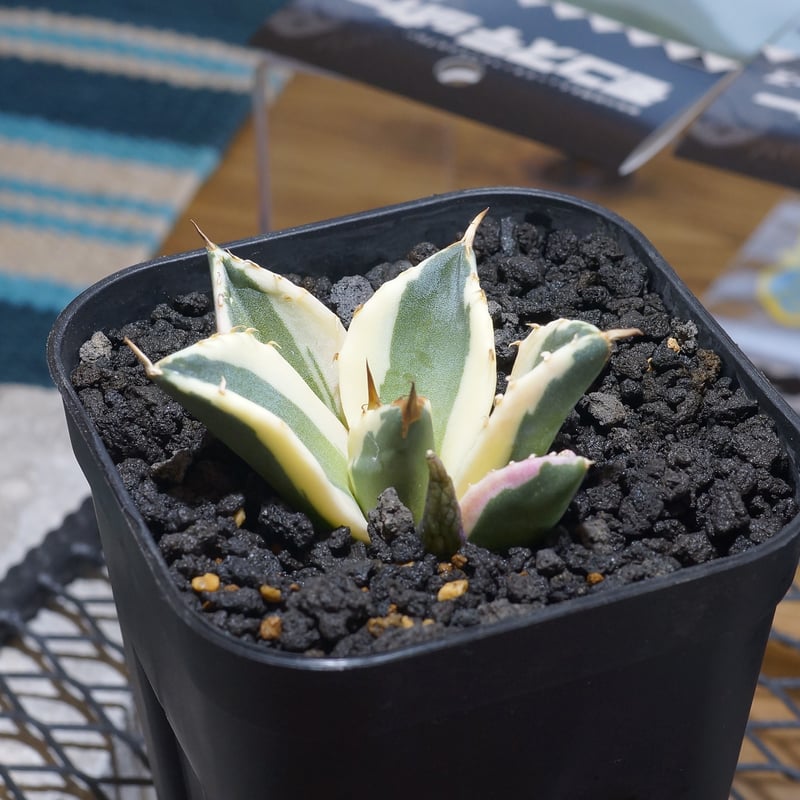 アガベ スナグルトゥース 暴牙 アガベ チタノタ スナグルトゥース 暴牙 /ST-01 | アガベ専門店