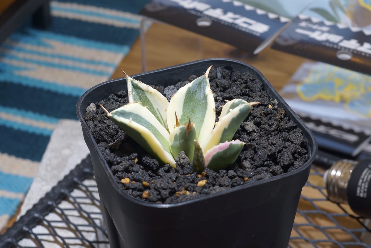 アガベ チタノタ スナグルトゥース 暴牙 /ST-01 | アガベ専門店