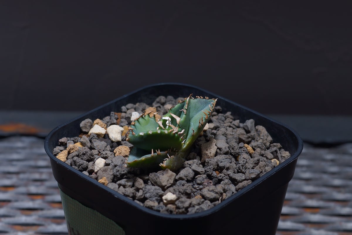 アガベセット　黒鯨　姫巌流 アガベセット 黒鯨 姫巌流