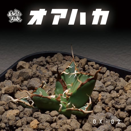 CATEGORY オテロイ オアハカ / Oaxaca | アガベ専門店 モンスターハウス