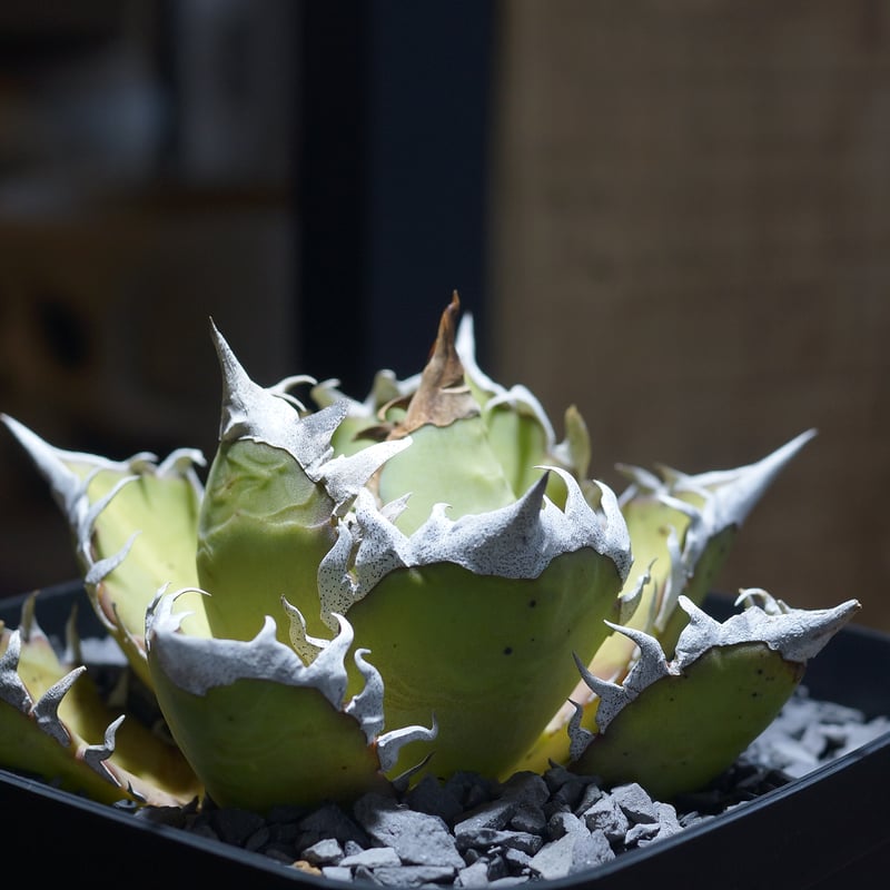 アガベ チタノタ レッドキャットウィーズル / 赤猫 RC-09 | アガベ専門