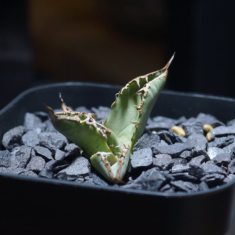 アガベ チタノタ 毒刺GT/ 毒刺産 dgt-01 | アガベ専門店 モンスターハウス