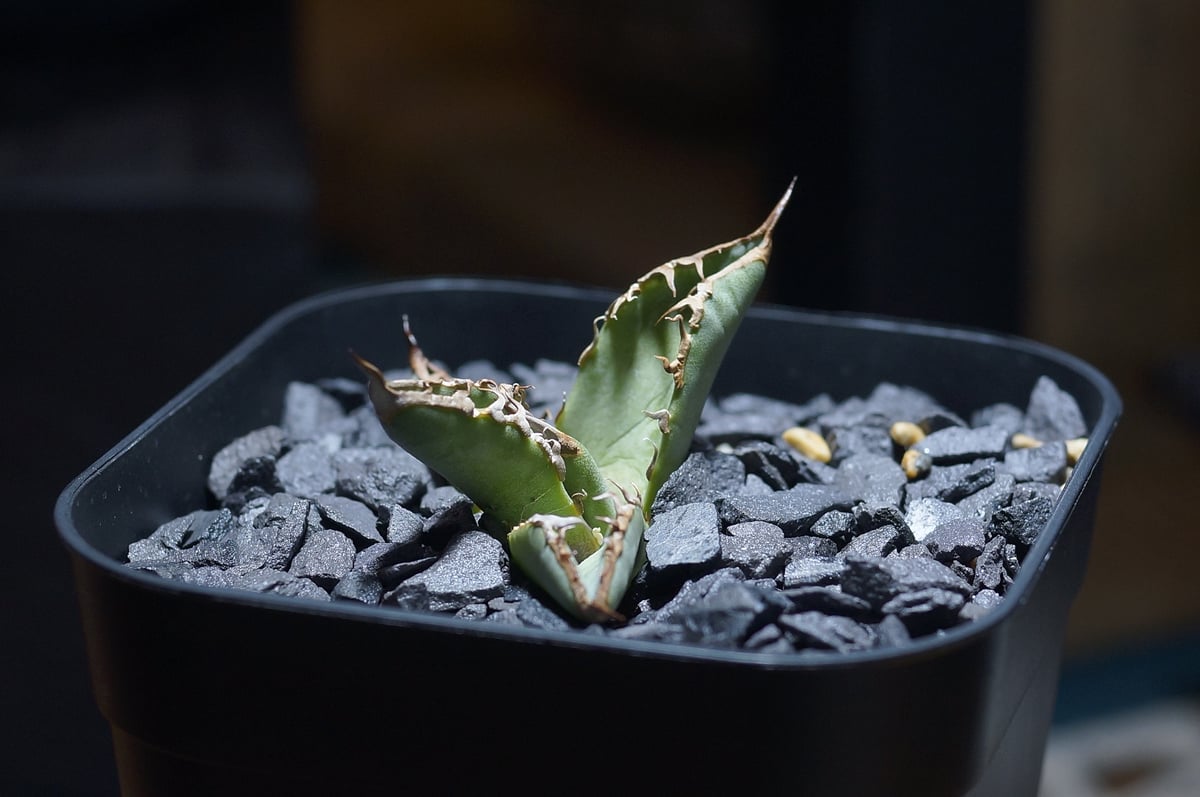 アガベ チタノタ　聖火　毒刺産 アガベ チタノタ 聖火 毒刺産