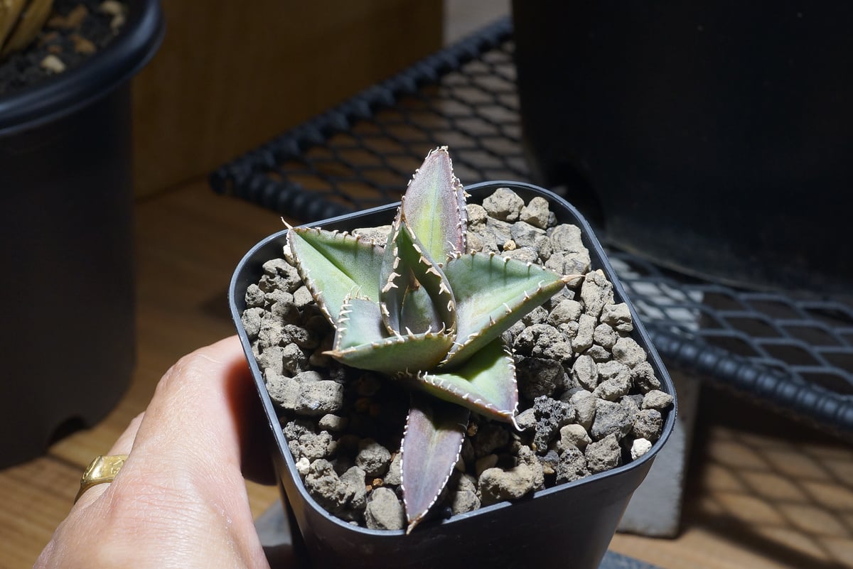 アガベ チタノタ 海王 / KO-03 | アガベ専門店 モンスターハウス