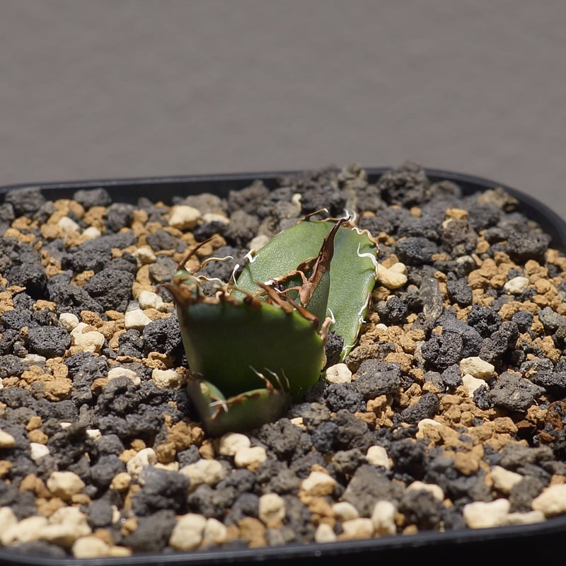 アガベ チタノタ シーザー 凱撒/cae-08 | アガベ専門店 モンスターハウス