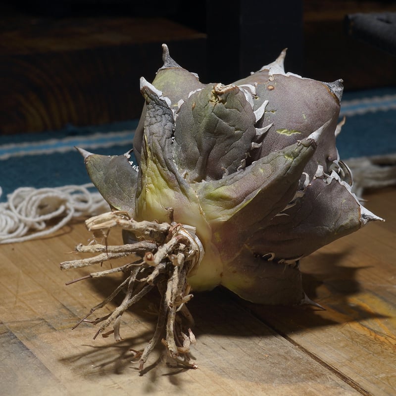 アガベ チタノタ レッドキャットウィーズル / 赤猫 RC-15 | アガベ専門