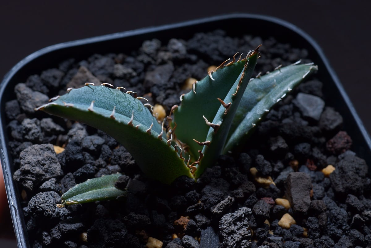 厳選個体】アガベチタノタ白鯨 子株 鉢付き（WW-13） | アガベ専門店