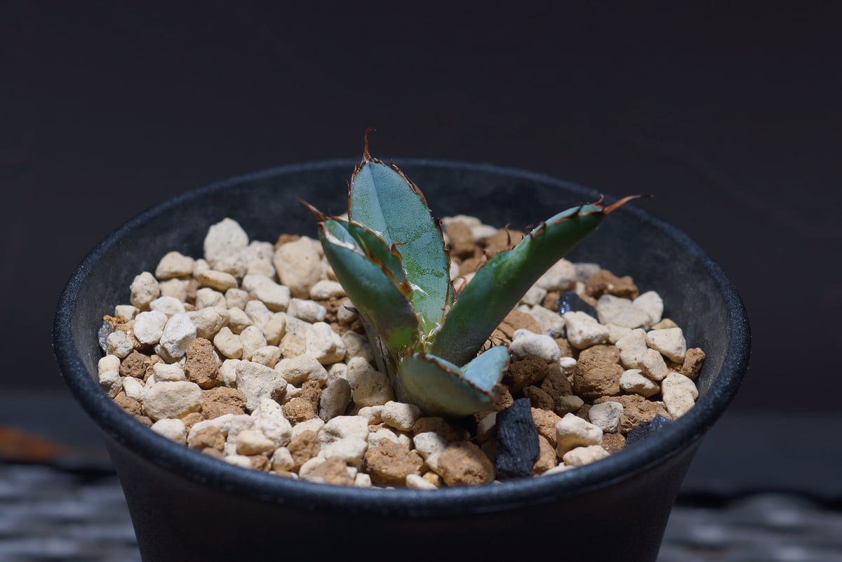 アガベシチリア産チタノタ(親株&子株) Yahoo!オークション - アガベ チタノタ シチリア産 子株 AGAVE TITANOT