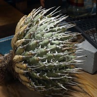 アガベ チタノタ ブラックアンドブルー/胴切り天部分 bb-21 | アガベ