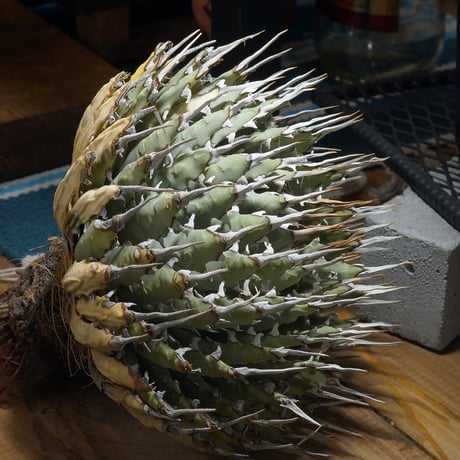 アガベユタエンシスエボリスピナ | STORES