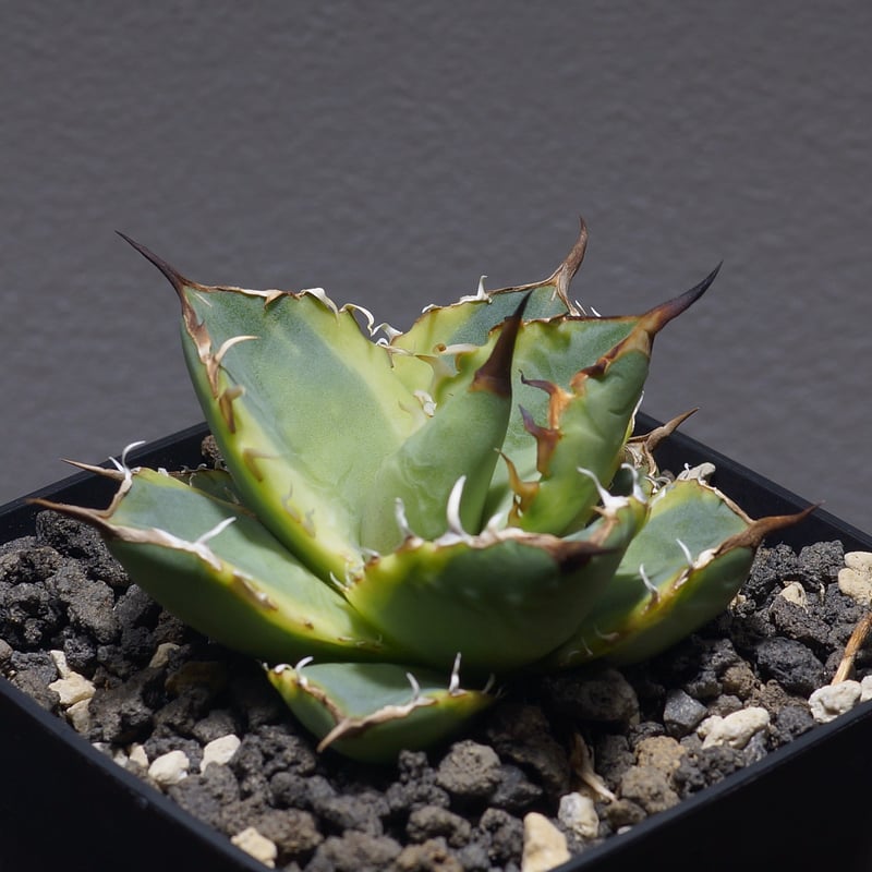 アガベ チタノタ ナンバーワン錦/子株 N1-07 | アガベ専門店