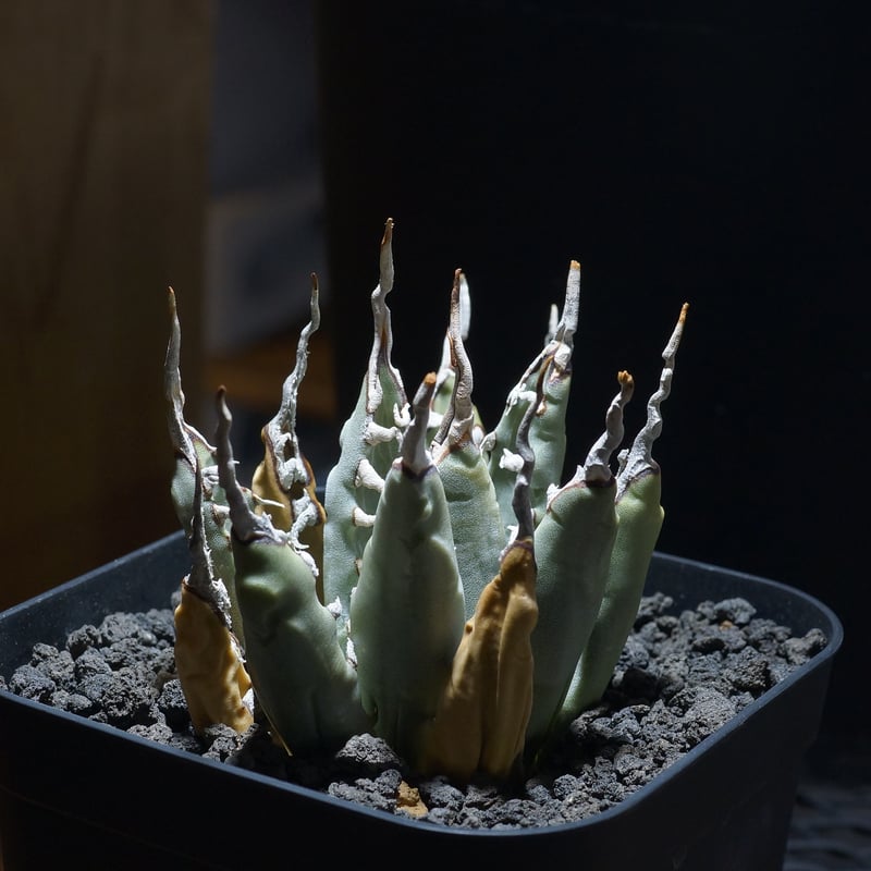 アガベ ユタエンシス エボリスピナ / ES-06 | アガベ専門店 モンスター