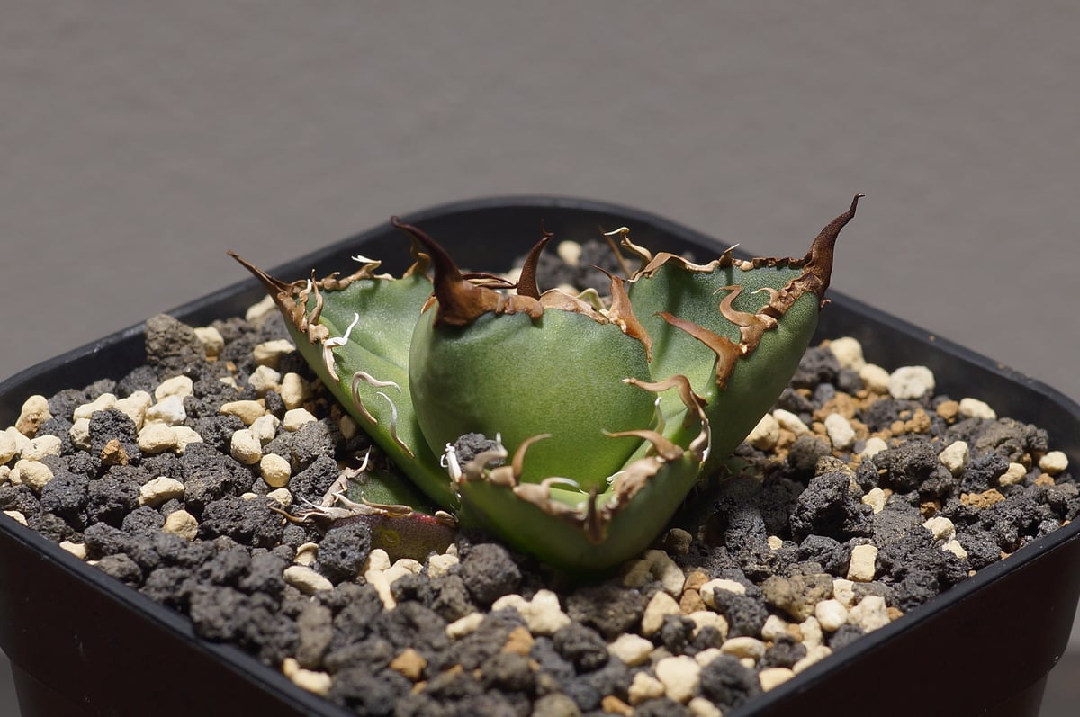 アガベ チタノタ シーザー 凱撒/cae-06 | アガベ専門店 モンスターハウス