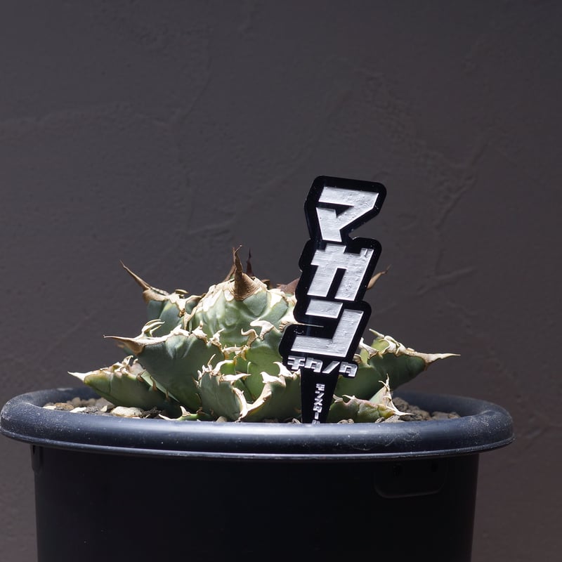 アガベ 品種 プランツタグ 黒】チタノタ マガン | アガベ専門店