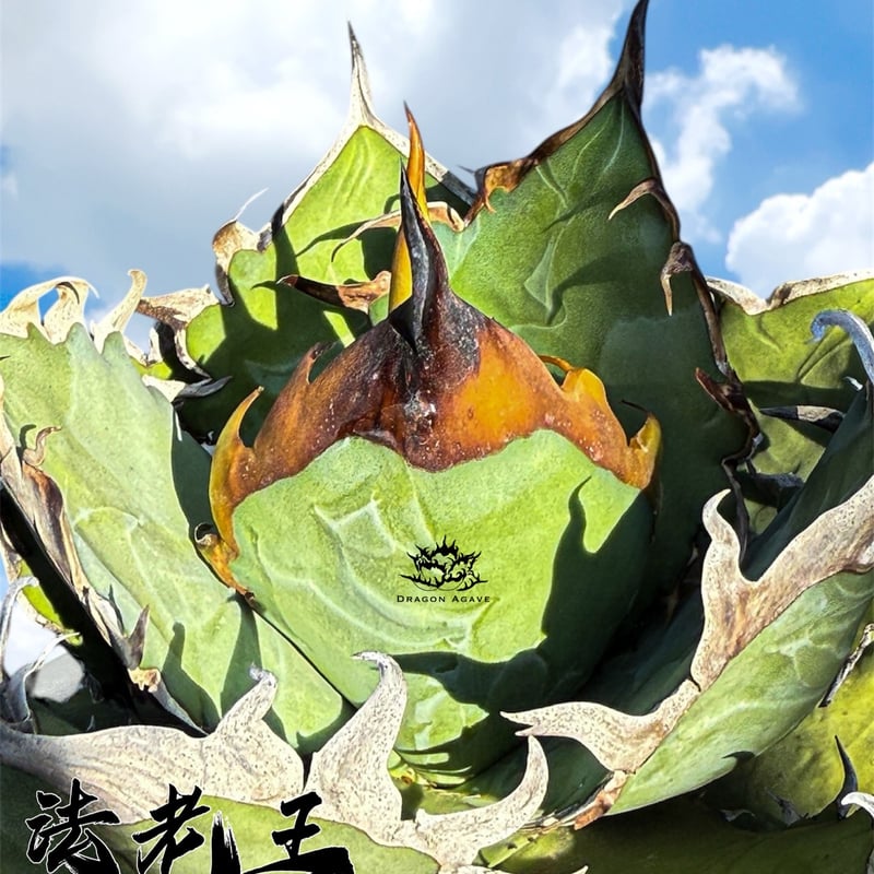 アガベ チタノタ 法老王/ Dragon Agave産 pr-01 | アガベ専門店 モンス