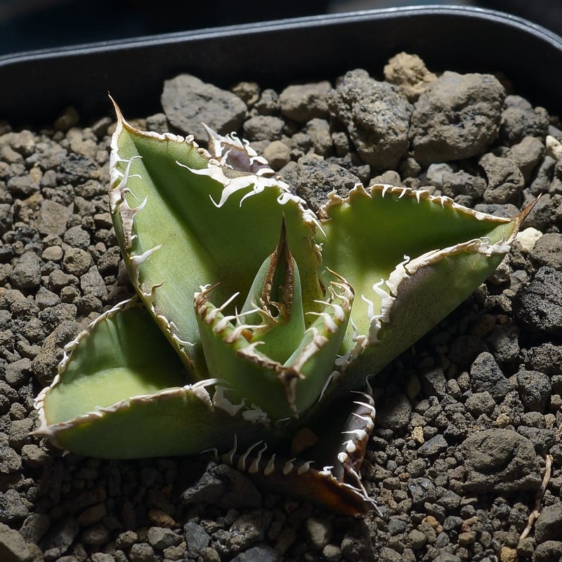 アガベ チタノタ 星空 / HZ-01 | アガベ専門店 モンスターハウス