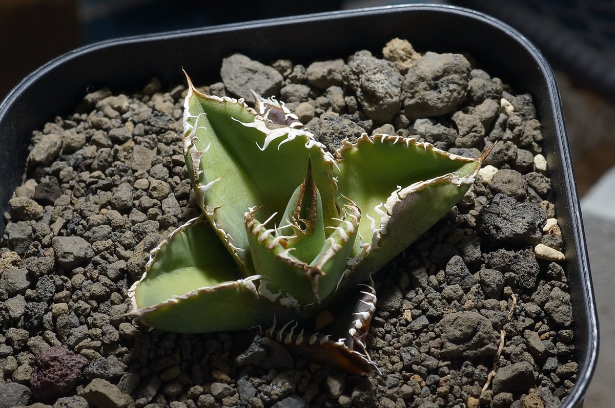 アガベ チタノタ 星空 / HZ-01 | アガベ専門店 モンスターハウス