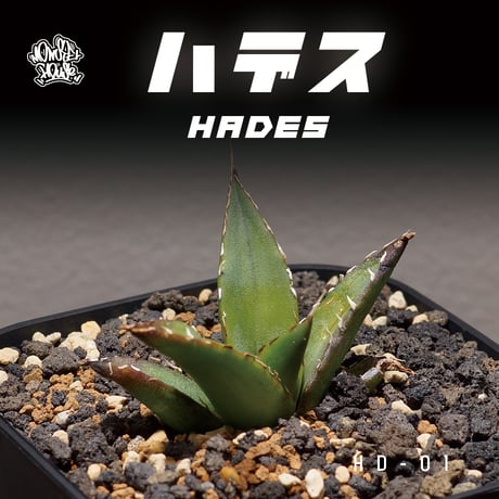 アガベハデス黒帝斯