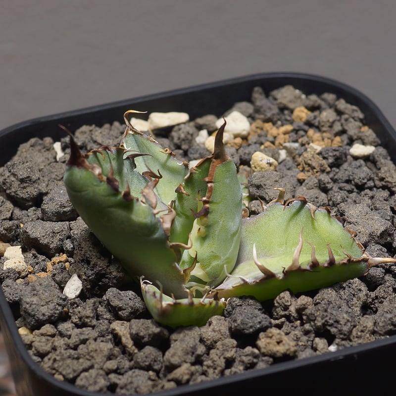 アガベ チタノタ ブラックアンドブルー/bb-35 | アガベ専門店